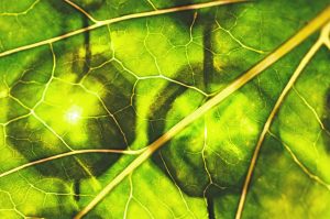 La chlorophylle : un atout pour votre santé